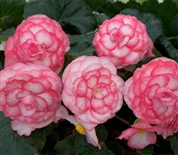 Begonia Tub GoGo Rose Bic_disc