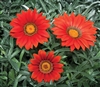 Gazania Kiss Frosty Red