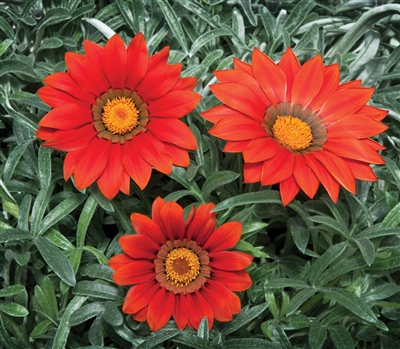 Gazania Kiss Frosty Red