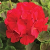 Geranium Bullseye Red