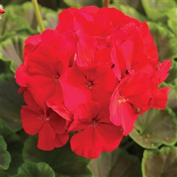 Geranium Bullseye Red