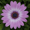 Osteospermum Asti Purple Bicol