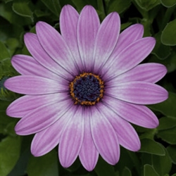 Osteospermum Asti Purple Bicol