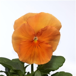 Pansy Delta Pro Orange