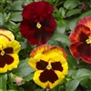 Pansy Karma Copperfield