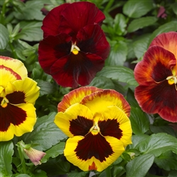 Pansy Karma Copperfield