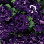 Petunia Dble Casc.Blue Pellets