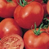 Tomato Apollo F1_disc