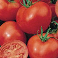 Tomato Apollo F1_disc