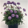 Scabiosa Ritz Blue