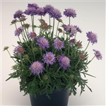 Scabiosa Ritz Blue