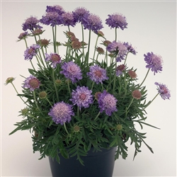 Scabiosa Ritz Blue