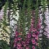 Digitalis Camelot Mix Pellet