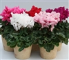 Cyclamen Maxfringe Mix