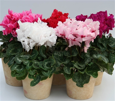 Cyclamen Maxfringe Mix