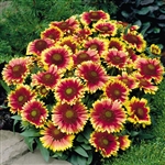 Gaillardia Arizona Sun