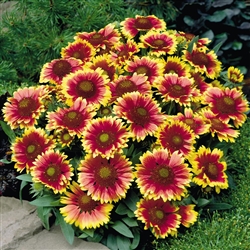 Gaillardia Arizona Sun