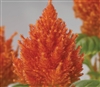 Celosia Glorious Orange