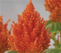 Celosia Glorious Orange