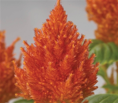 Celosia Glorious Orange