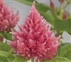 Celosia Glorious Pink