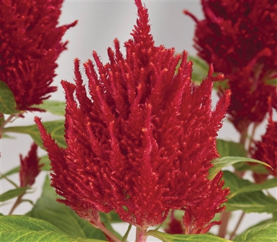 Celosia Glorious Red