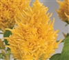 Celosia Glorious Yellow