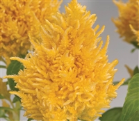 Celosia Glorious Yellow