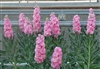 Stocks Double Up Pink Pellets