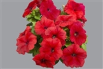 Petunia Limbo Red GP Pellets