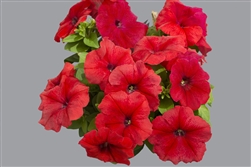 Petunia Limbo Red GP Pellets