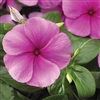 Vinca Sunstorm Dp Pink