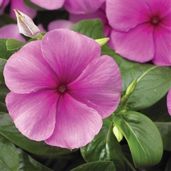 Vinca Sunstorm Dp Pink