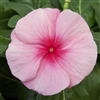 Vinca Cora Cascade Strawberry