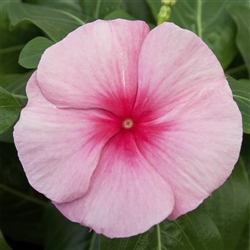 Vinca Cora Cascade Strawberry