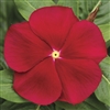 Vinca Cora Red