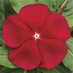 Vinca Cora Red