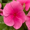 Vinca Cora XDR Dp Strawberry