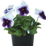 Pansy Dynamic Beaconsfield