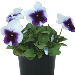 Pansy Dynamic Beaconsfield