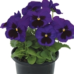 Pansy Dynamic Blue Blotch