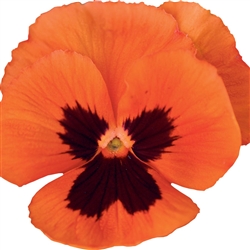 Pansy Dynamic Dp Orange Blotch