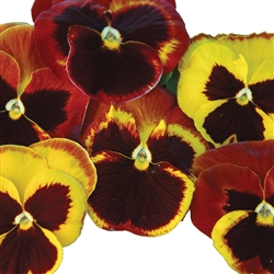 Pansy Dynamic Fire