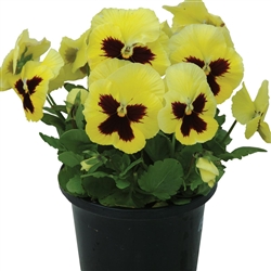 Pansy Dynamic Lemon Blotch