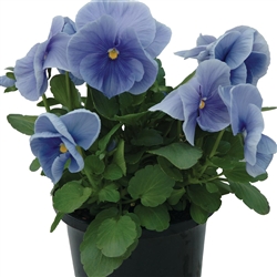 Pansy Dynamic Lt Blue