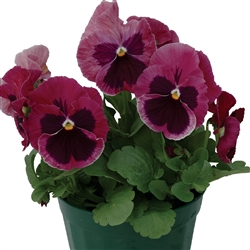 Pansy Dynamic Pink Blotch