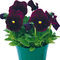 Pansy Dynamic Purple