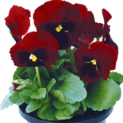 Pansy Dynamic Red Blotch