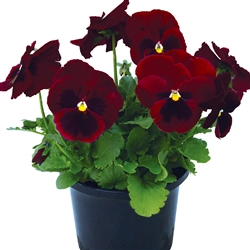 Pansy Dynamic Rose Blotch