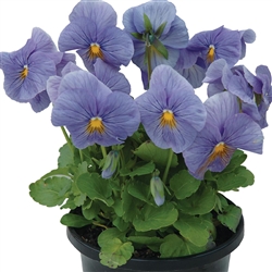 Pansy Dynamic True Blue